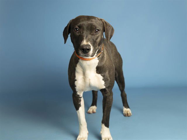 ROBIN - American Pit Bull Terrier available for adoption