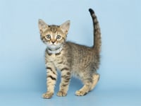 SWEET PEA - Photo 1