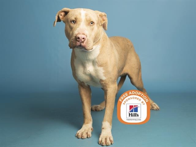 APOLLO - American Pit Bull Terrier available for adoption