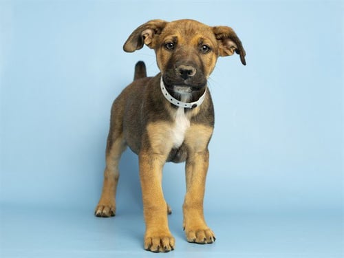 BLOSSOM - German Shepherd Dog available for adoption