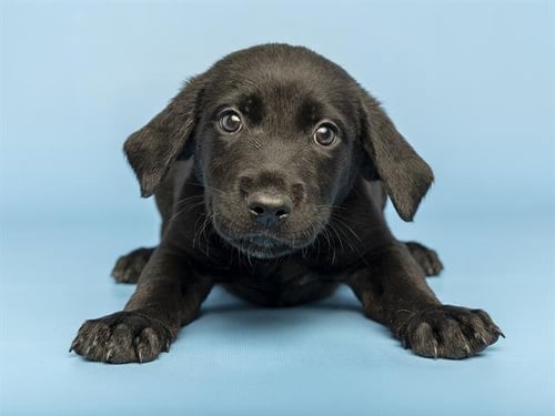 SUPERGIRL - Labrador Retriever available for adoption