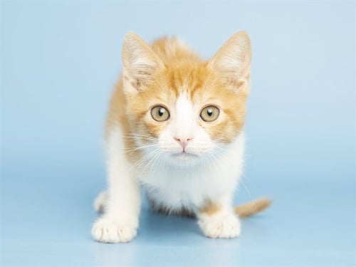 BISCUIT - Domestic Medium Hair available for adoption