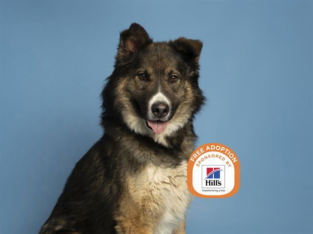 CHEWBACCA - Husky available for adoption