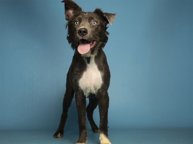 ATLAS - Australian Shepherd / Husky available for adoption