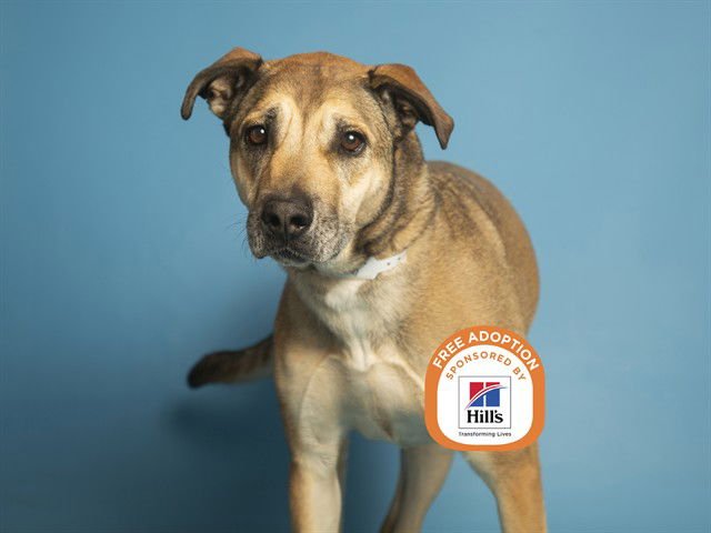 SHELLY - American Pit Bull Terrier available for adoption