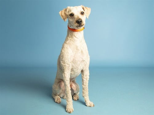 TEDDY - Poodle (Miniature) available for adoption