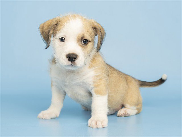 ALFIE Image