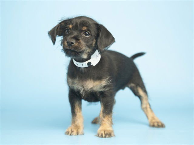 BUZZ - Maltese available for adoption