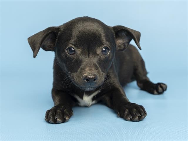 TOBY - Chihuahua available for adoption