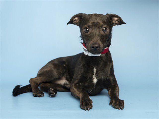 PIERRE BOURNE - Chihuahua available for adoption