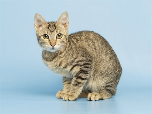 BECCA - Domestic Short Hair for adoption in Phoenix