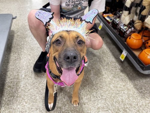 STELLA - Boxer / German Shepherd Dog available for adoption