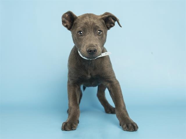 BANJO - Australian Cattle Dog/Blue Heeler available for adoption