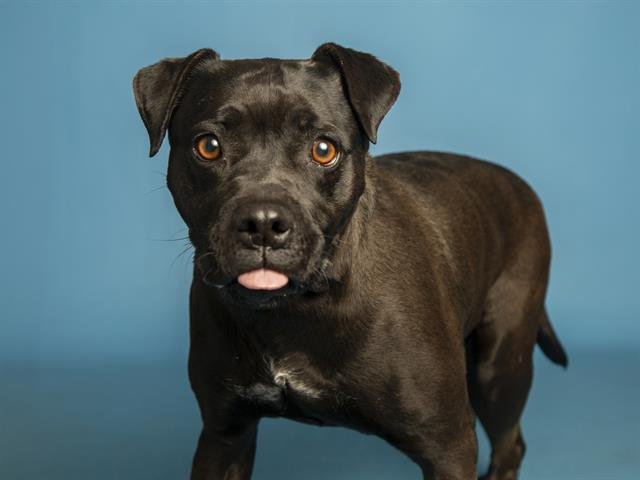 LUNA - American Pit Bull Terrier available for adoption