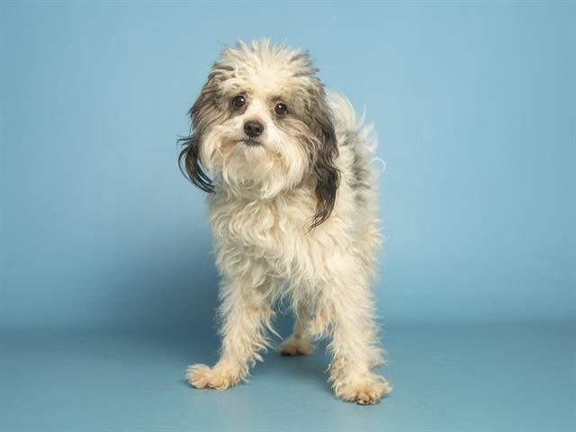 BUDDY - Poodle (Miniature) available for adoption