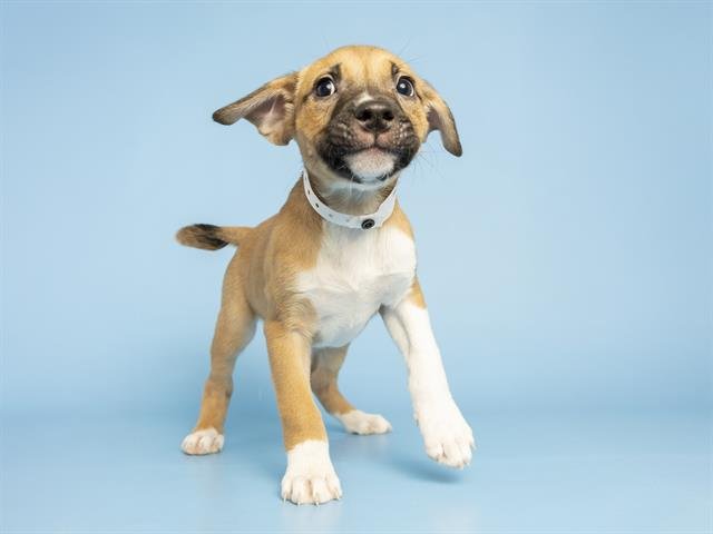 BARBIE - German Shepherd Dog available for adoption