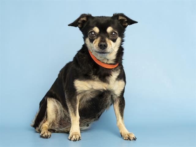 EMMA GRACE - Chihuahua available for adoption