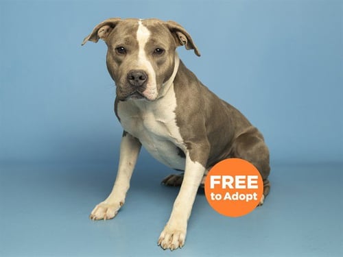 ZUES - American Pit Bull Terrier available for adoption