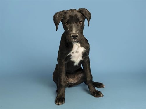 FERN - American Pit Bull Terrier available for adoption