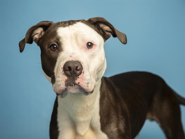 WAYMO - American Pit Bull Terrier available for adoption