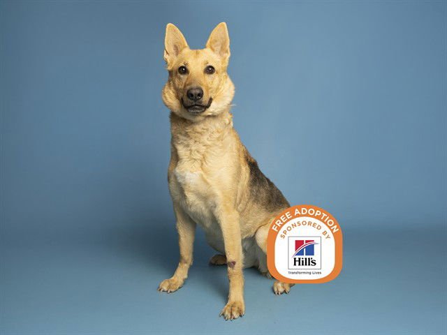 ANNALISE - German Shepherd Dog available for adoption