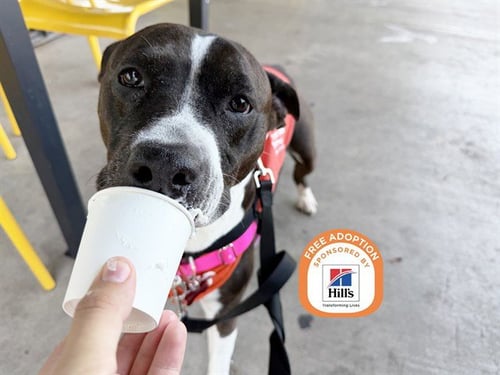 ATHENA - American Bulldog / Queensland Heeler available for adoption