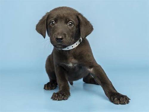 BRUCE WAYNE - Labrador Retriever available for adoption