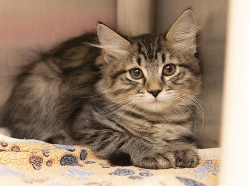SHRIMP - Domestic Medium Hair available for adoption