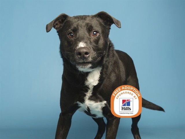 WESLEY - Border Collie / Labrador Retriever available for adoption