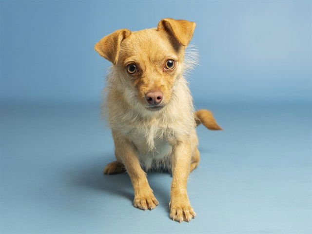 BELLA - Chihuahua available for adoption