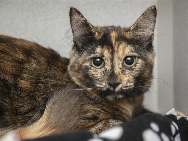 EMBER - Domestic Short Hair available for adoption