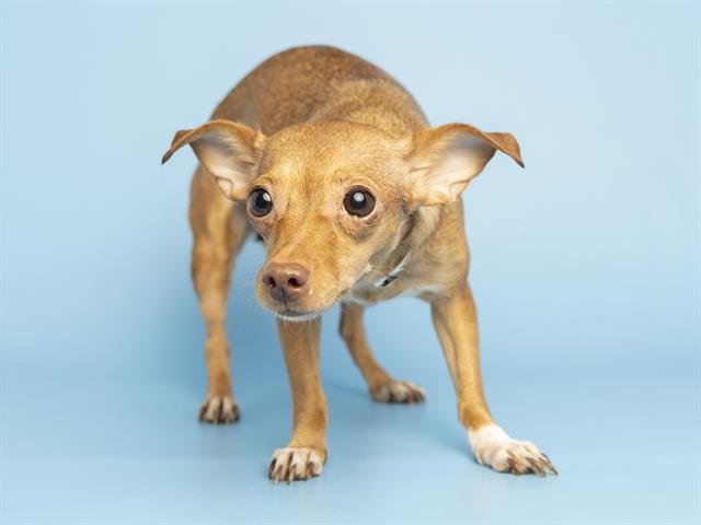 ELLIE - Chihuahua available for adoption
