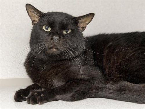 PETER - Domestic Short Hair for adoption in Phoenix