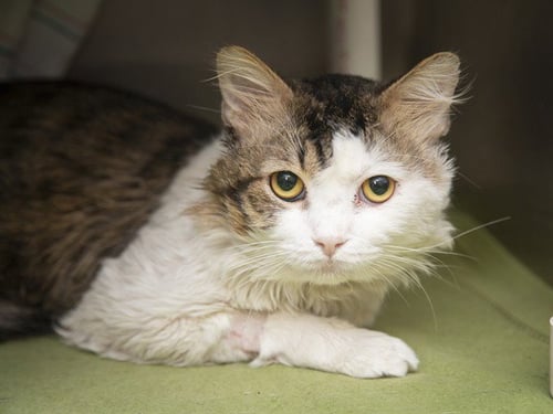 STEVIE - Domestic Medium Hair available for adoption