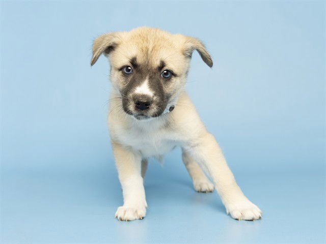 DENALI - American Pit Bull Terrier available for adoption