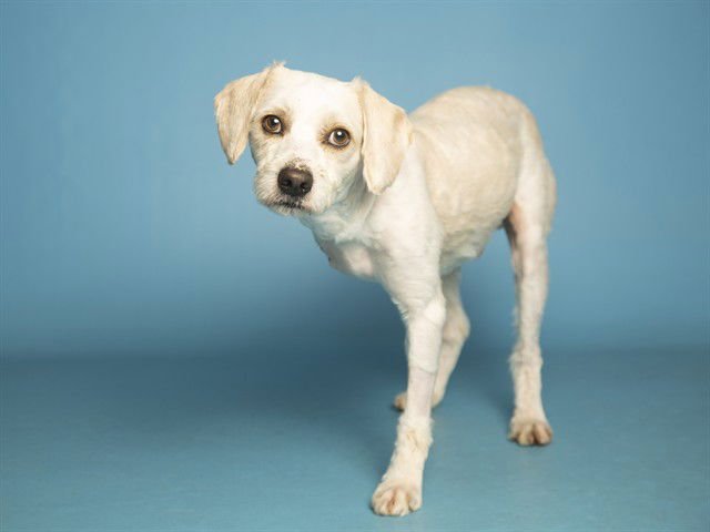 SCOTTY - Poodle (Miniature) / Havanese available for adoption