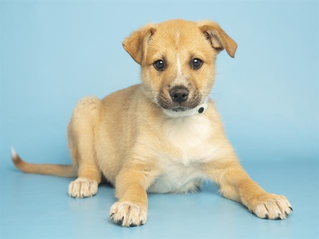 RANGER - Australian Cattle Dog/Blue Heeler available for adoption