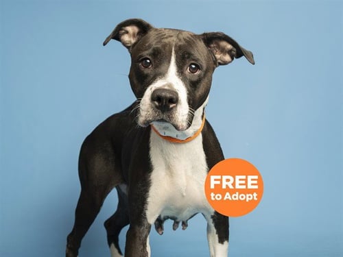 PEARLY WHIRLY - American Pit Bull Terrier available for adoption