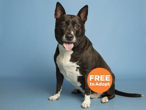 LOLA BEAR - American Pit Bull Terrier available for adoption
