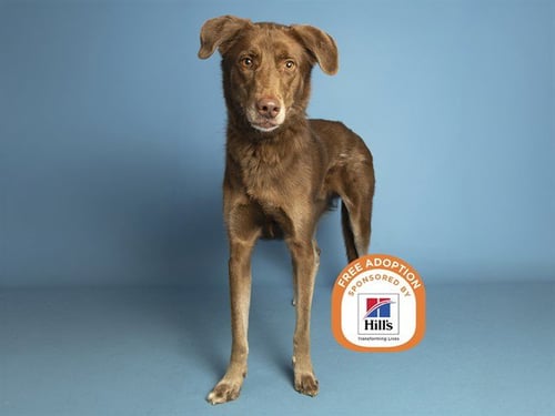 BUDDY - Labrador Retriever available for adoption