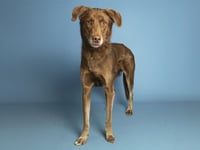 BUDDY - Photo 1