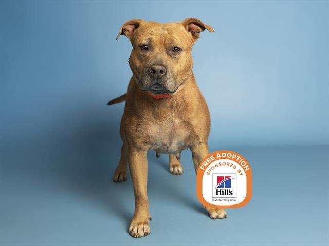 AUTUMN - American Pit Bull Terrier available for adoption