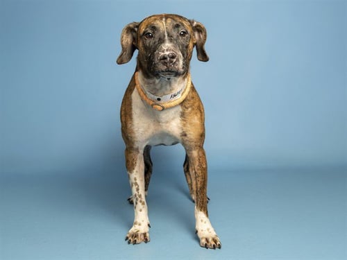 SOCKS - American Pit Bull Terrier available for adoption