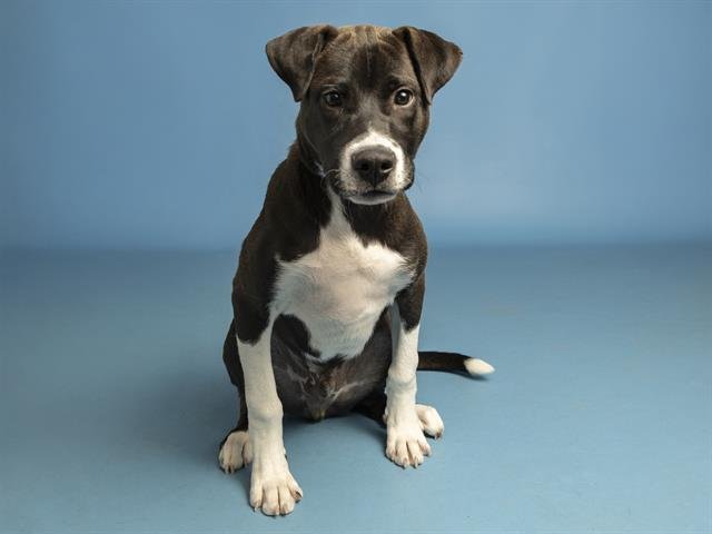 LITTLE FOOT - American Pit Bull Terrier available for adoption