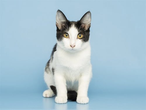 MOO COW - Domestic Short Hair for adoption in Phoenix