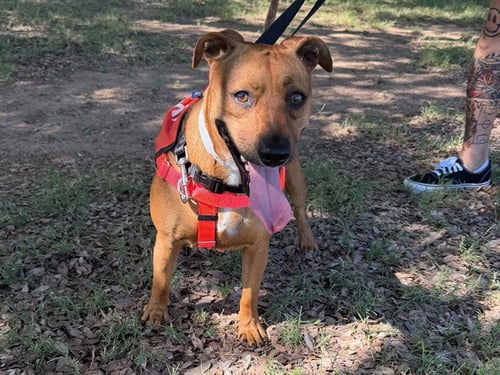 PUDDIN - Basset Hound / Chihuahua available for adoption