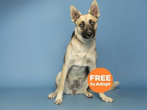 AMELIA - German Shepherd Dog available for adoption