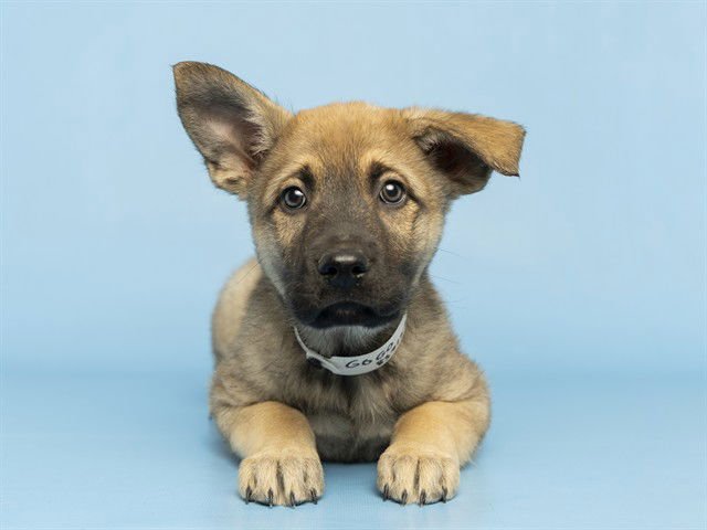 GOGO - German Shepherd Dog available for adoption