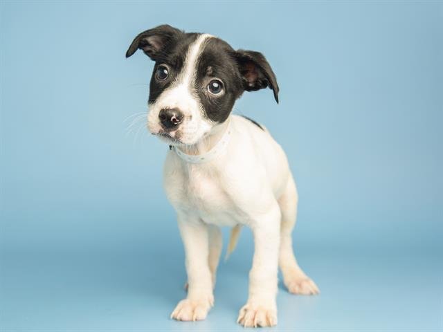 GASTON - American Pit Bull Terrier available for adoption