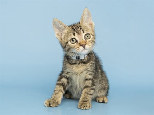 SERN - Domestic Short Hair for adoption in Phoenix